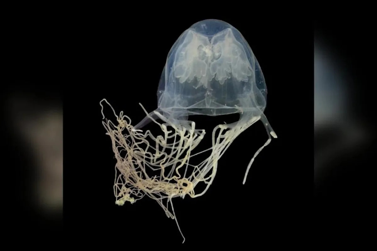 New species of venomous box jellyfish discovered off the coast of Sentosa