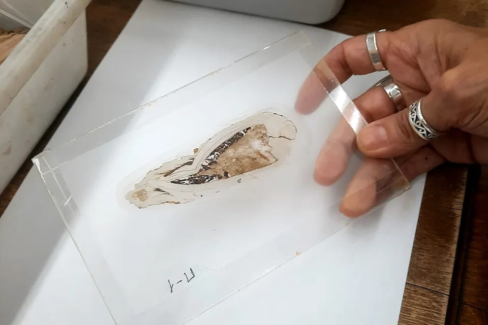 Thin section of one of the pregnant fossil bivalves from the Isle of WightCredit: University of Portsmouth