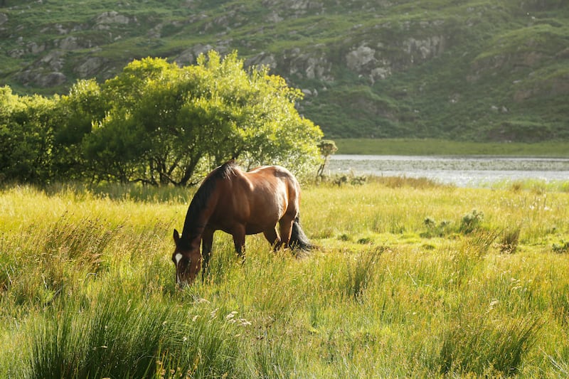 Even the most experienced nag could be forgiven for spooking in the Gap of Dunloe. Photo: Getty Images