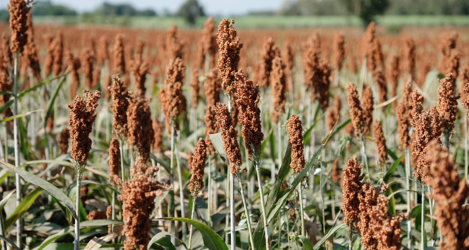 sorghum, a cereal grain, is the fifth most important cereal crop in the world, largely because of its natural drought tolerance and versatility as food, feed and fuel