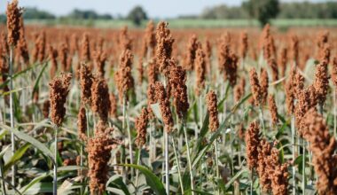 sorghum, a cereal grain, is the fifth most important cereal crop in the world, largely because of its natural drought tolerance and versatility as food, feed and fuel