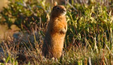 Scientists Pulled 700,000-Year-Old DNA From Frozen Squirrel Poop