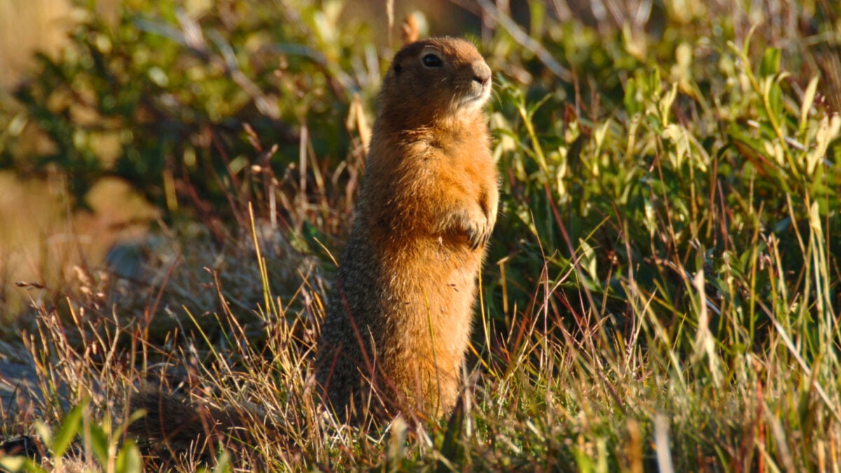 Scientists Pulled 700,000-Year-Old DNA From Frozen Squirrel Poop