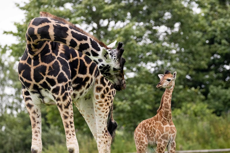 Fota Wildlife Park is celebrating the birth of a female Nubian giraffe calf, born to mother Aoife and father Ferdie on June 15th. Photograph: Michael O'Sullivan/OSM PHOTO