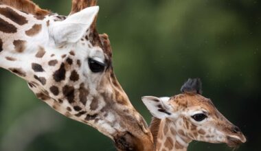 ‘Critically endangered’ Nubian species giraffe born at Fota Wildlife Park – The Irish Times