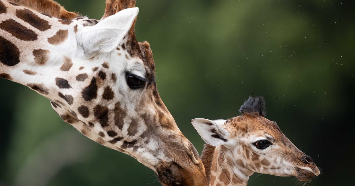 ‘Critically endangered’ Nubian species giraffe born at Fota Wildlife Park – The Irish Times