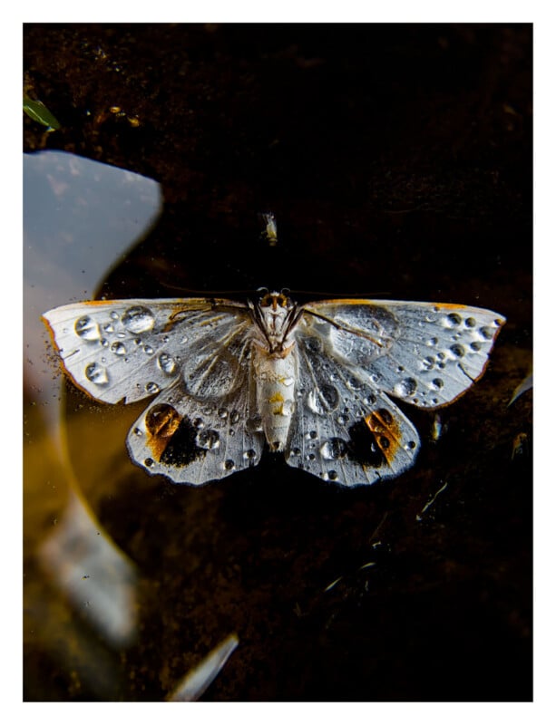 A white moth with dark spots rests on a wet surface, its wings covered in water droplets, reflecting light and creating a shimmering effect.