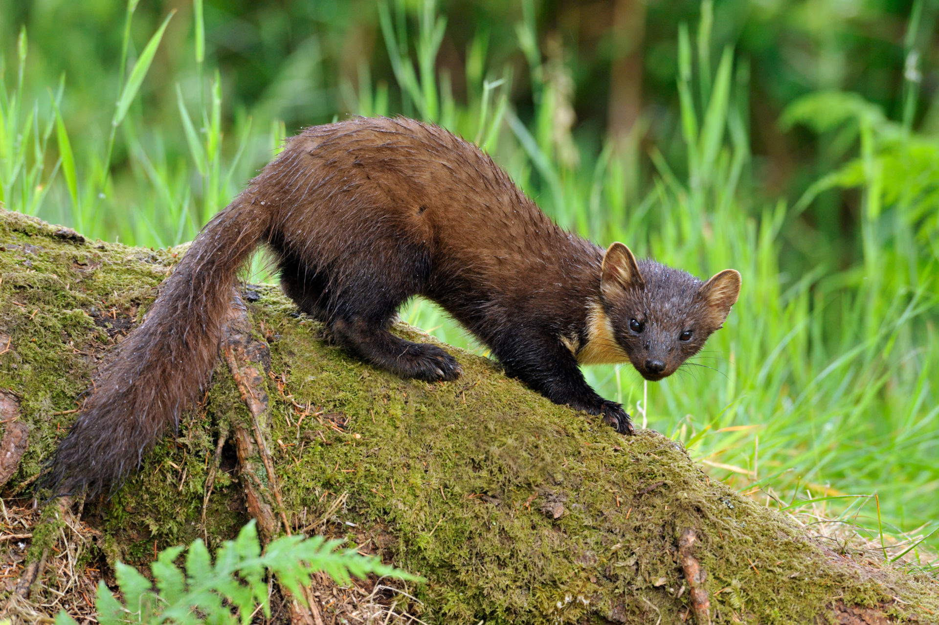 Pine Marten in the wild