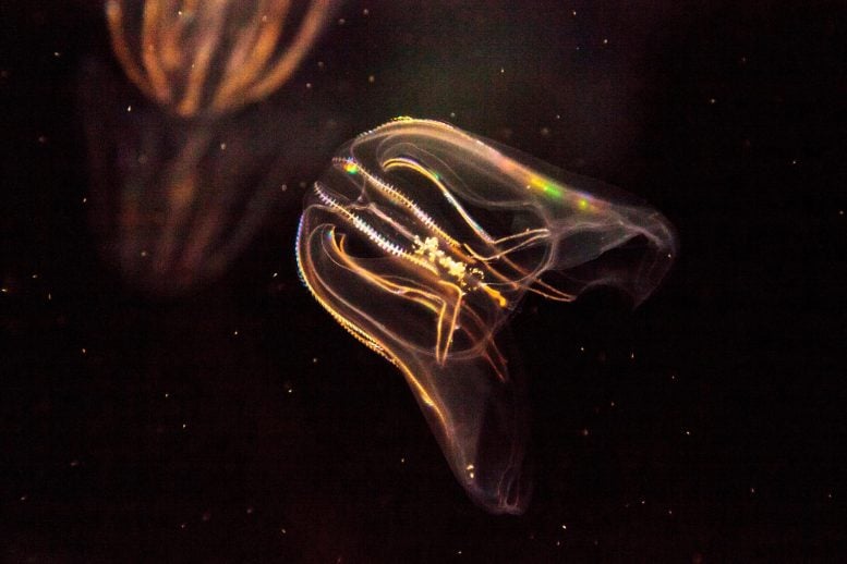 Comb Jellyfish Phylum Ctenophore