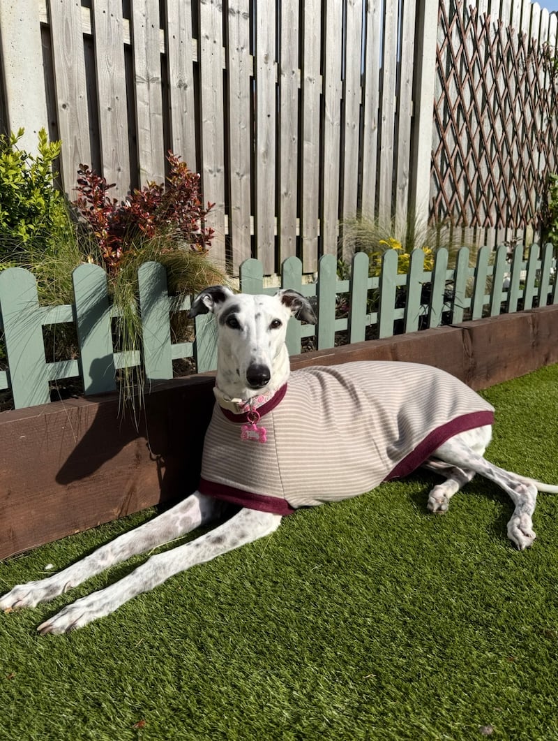 Clíodna Coyle makes clothes for her greyhound Tilly