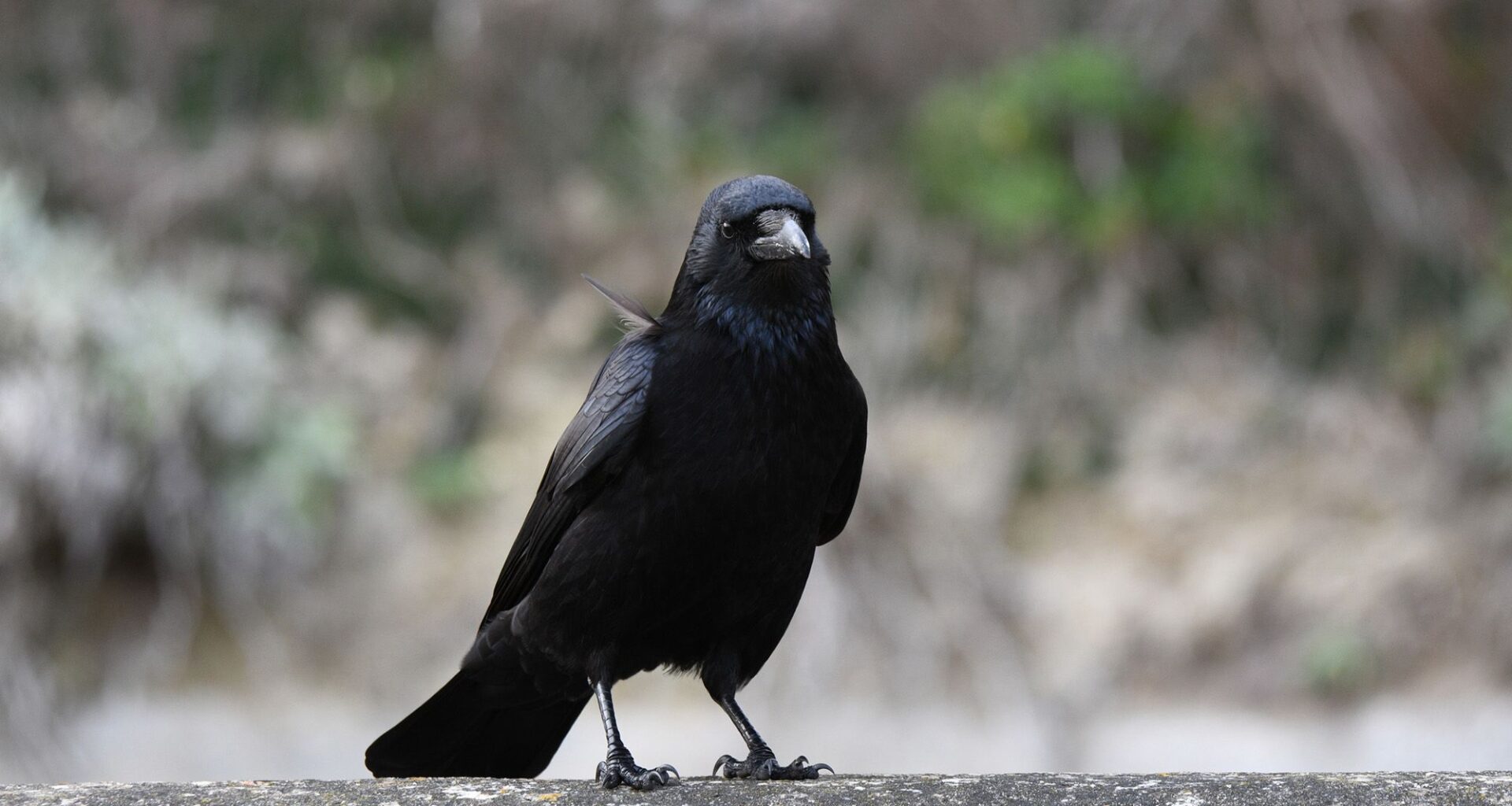 'They reliably chose the statistically more favorable option': A crow researcher explains how these winged geniuses process numbers, and what it could reveal about human math smarts