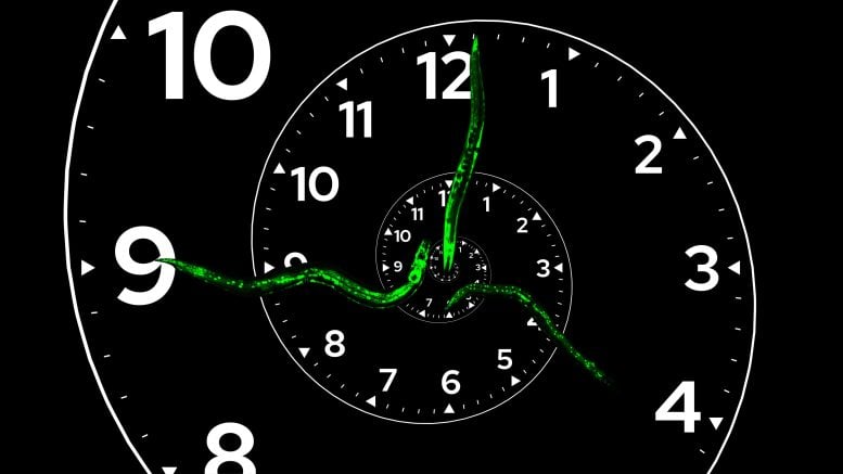 Developmental Clock Graphic Representation