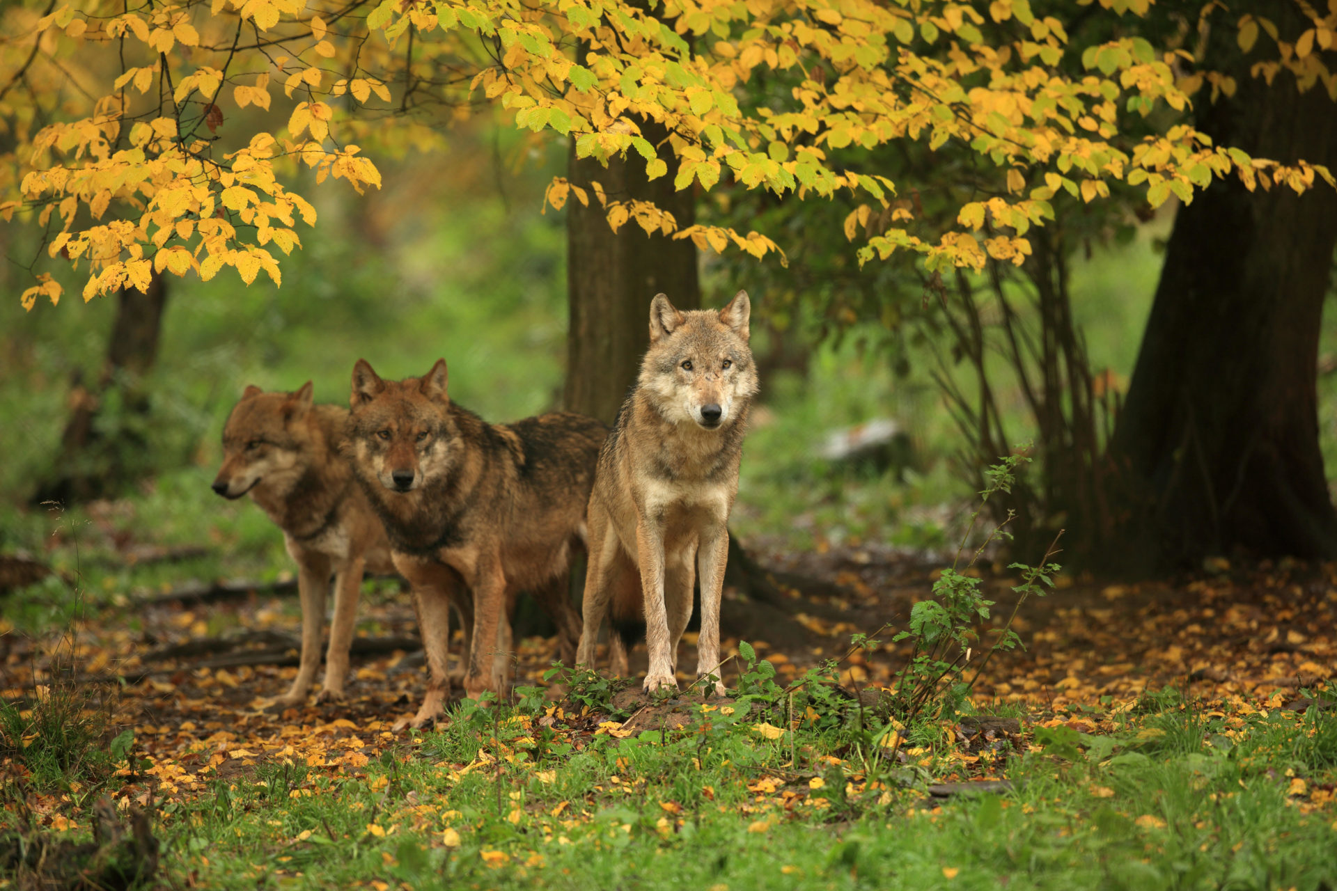 EBNEF4 European gray wolf (Canis lupus lupus), three wolves in autumn forest, Germany, Bavaria
