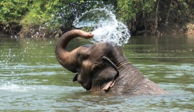 Scientists uncover what makes elephant trunks tough and gentle