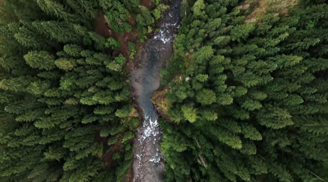 New Forests Launches A$1 Billion Global Natural Capital Fund
