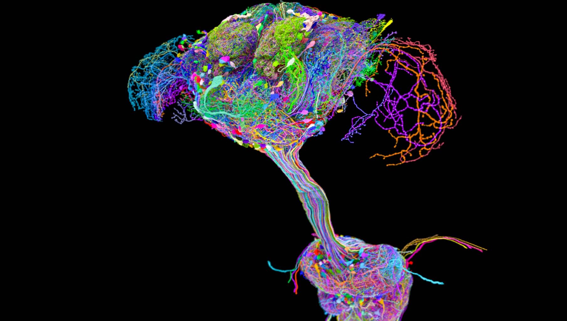 Fruit Fly Brain Connectome