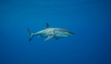 Diver records rare Great White shark in Mediterranean Sea
