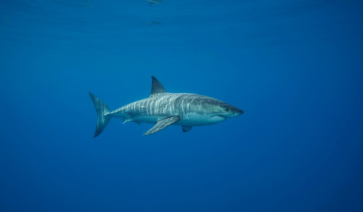 Diver records rare Great White shark in Mediterranean Sea