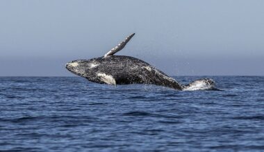 Humpback whales are rewriting the calendar in Irish waters