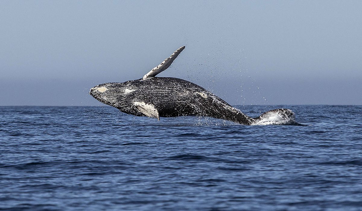 Humpback whales are rewriting the calendar in Irish waters