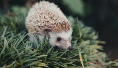 Clare Hedgehog Sanctuary Urges Public To Participate In Survey