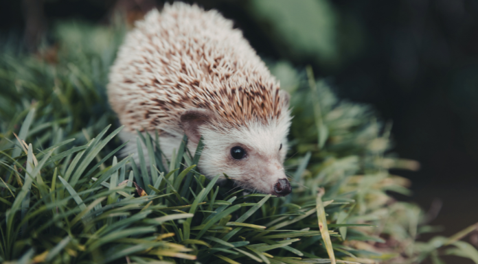 Clare Hedgehog Sanctuary Urges Public To Participate In Survey