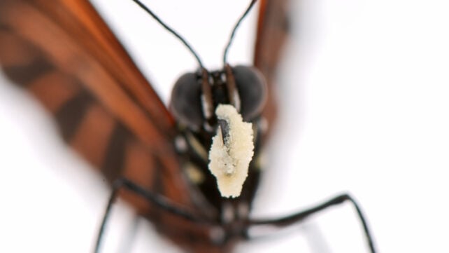 Butterflies That Eat Pollen May Hold Clues to Extreme Longevity