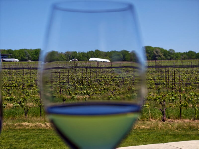 A vineyard is seen through a wine glass, which makes the scene appear distorted and slightly magnified. Green grapevines stretch out under a clear blue sky with white buildings in the distance.