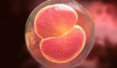 Interspecies blastocyst complementation generates generates rat-derived kidneys in mice