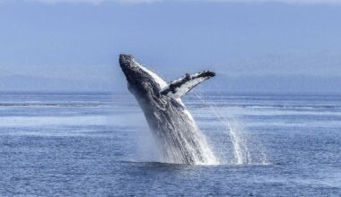 West Clare Organisation Secures Funding Boost For Rare Whale Research
