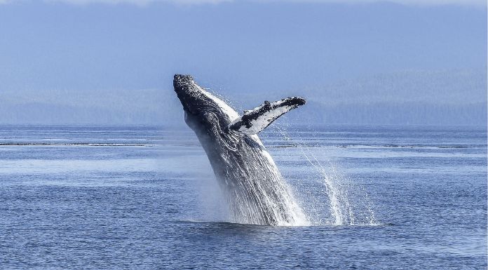 West Clare Organisation Secures Funding Boost For Rare Whale Research