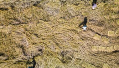 Growth, Democracy, or Climate Action? The New Political Trilemma of Advanced Capitalism – The Irish Times