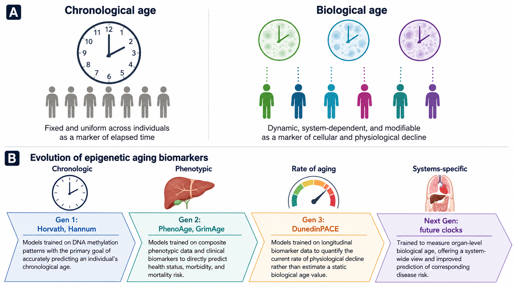 The distinction between CA and BA and the progression of epigenetic clocks through multiple generations. (A) Chronological age reflects a uniform measure of time, whereas biological age reflects cellular and physiological decline. (B) First-generation clocks (e.g., Horvath, Hannum) were trained to predict chronological age. Second-generation clocks (e.g., PhenoAge, GrimAge) focus on phenotypic health and mortality risk. Third-generation clocks (e.g., DunedinPACE) measure the current rate of biological aging. The next generation of clocks aims to measure organ-specific biological age. Image adapted from Figure 1 in Cheema, B. S. et al. Functional, molecular, and digital measurements of biological age. The Journal of Clinical Investigation. 2026;136(12):e205777. doi:10.1172/JCI205777. Licensed under CC BY 4.0.