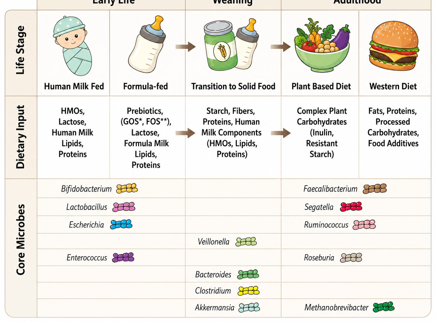 Study: From diet to function: using synthetic microbial communities to map gut microbial interactions - Image Credit: Adapted from Senoo, D. K. J., Acton, L., & Hall, L. J. (2026). From diet to function: using synthetic microbial communities to map gut microbial interactions. npj Biofilms and Microbiomes. DOI: 10.1038/s41522-026-01012-9. Licensed under CC BY 4.0.