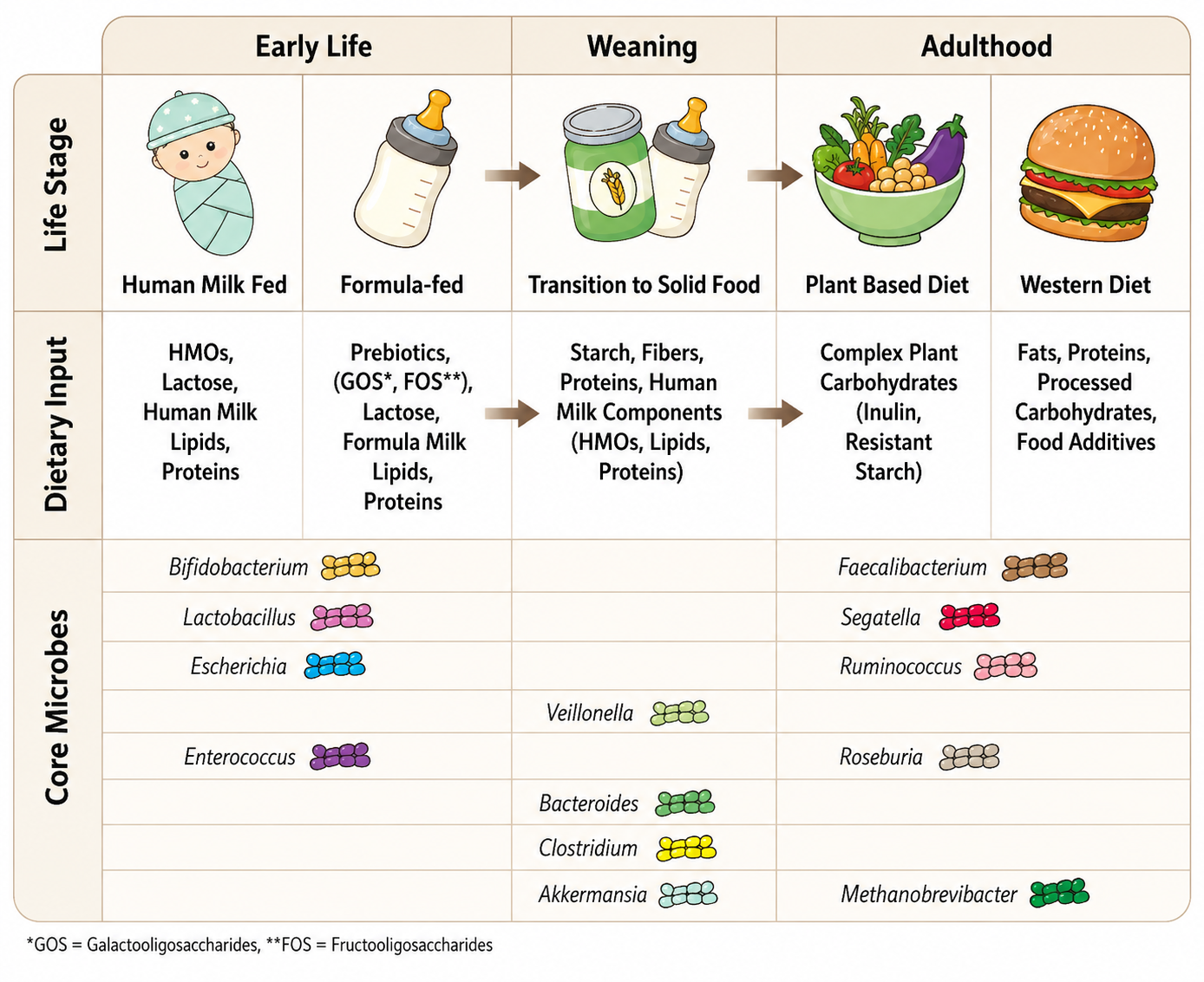 Study: From diet to function: using synthetic microbial communities to map gut microbial interactions - Image Credit: Adapted from Senoo, D. K. J., Acton, L., & Hall, L. J. (2026). From diet to function: using synthetic microbial communities to map gut microbial interactions. npj Biofilms and Microbiomes. DOI: 10.1038/s41522-026-01012-9. Licensed under CC BY 4.0.