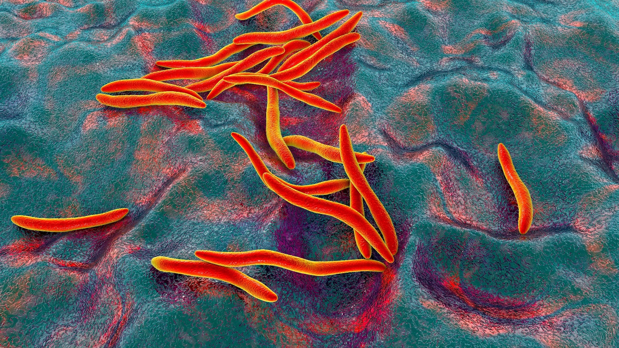 Study: Meta-analysis reveals microbiome signatures for colorectal cancer that are universal across age groups and sequencing methods. Image Credit: Kateryna Kon / Shutterstock