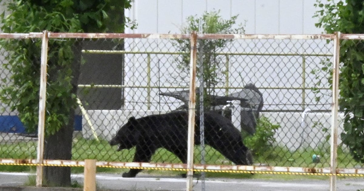 ‘Extremely intelligent’ bear on the loose after attacking four people in Japan – The Irish Times
