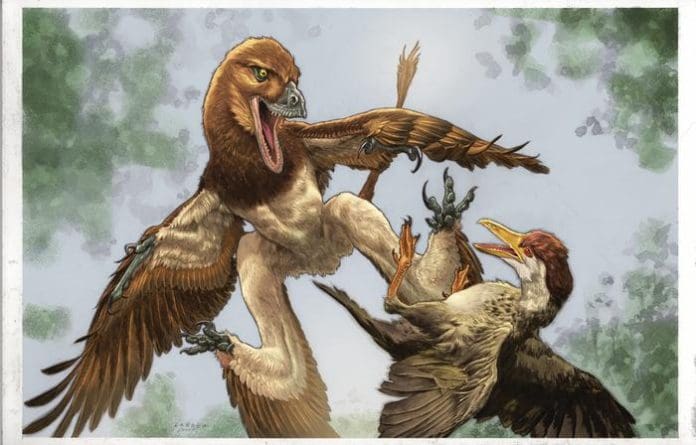 The new microraptor dinosaur Jian changmaensis (left) attacks the early bird Gansus yumenensis (right) in what is now the Changma Basin of northwestern China approximately 120 million years ago. Credits: illustration by Lewis LaRosa, colorized by Jão Canola. Credit Credits: illustration by Lewis LaRosa, colorized by Jão Canola.