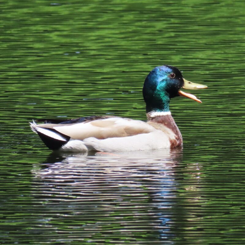 A duck with a green head and its beak open floating on water.