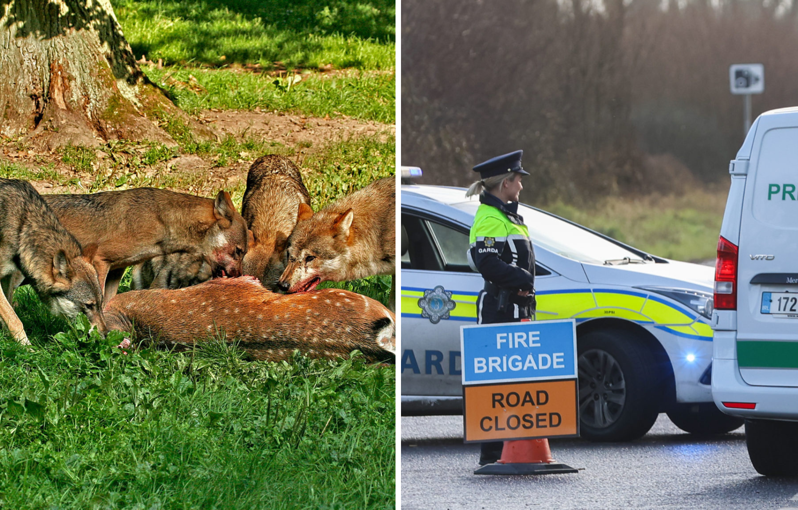 Why bringing back wolves could improve 'human safety on the roads'