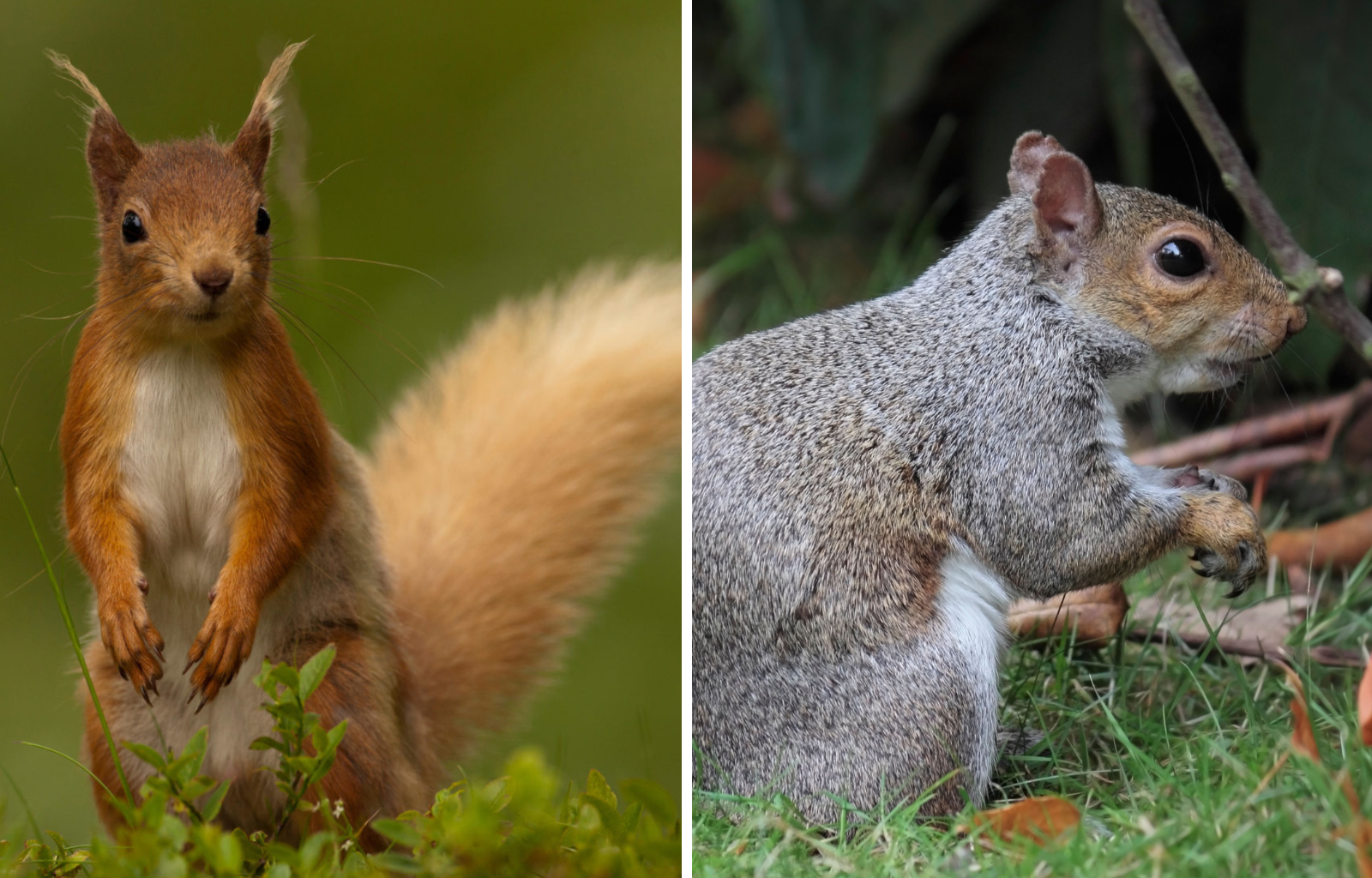 State considers cull to eradicate grey squirrels and save the reds