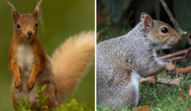 State considers cull to eradicate grey squirrels and save the reds
