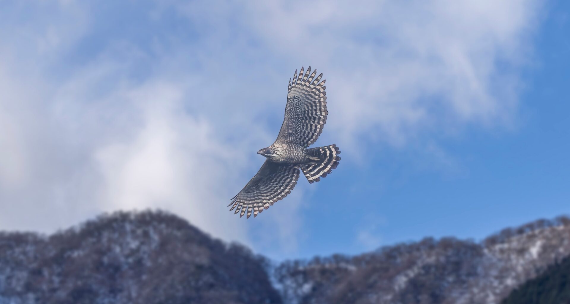Migratory predators carry fear across continents