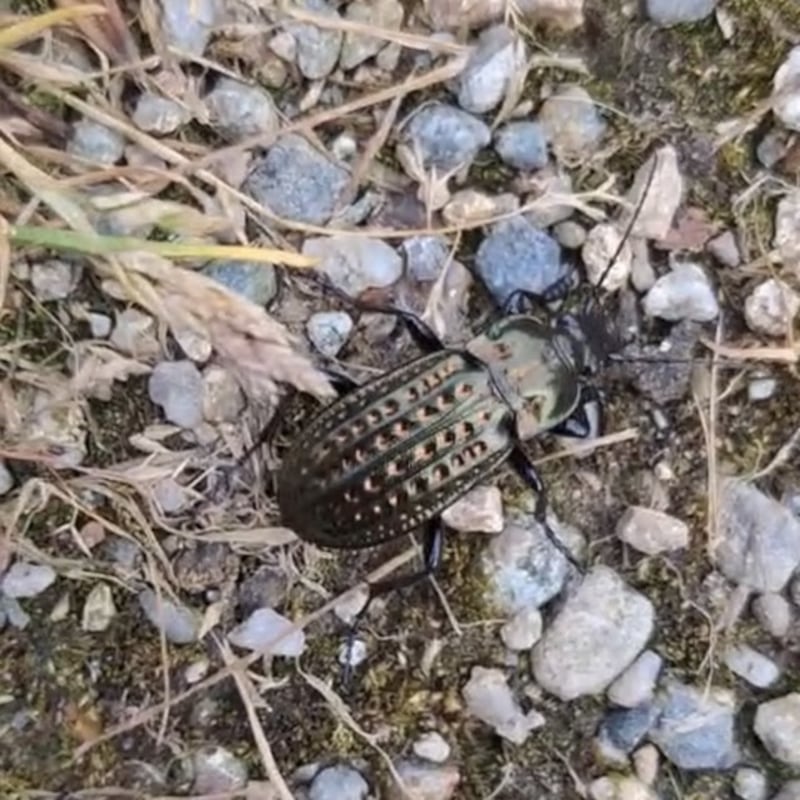 Ground beetle. Photograph via James Armstrong