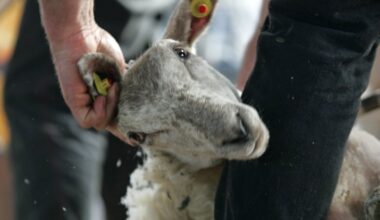 Wicklow man first non-New Zealander to claim coveted sheep-shearing title – The Irish Times
