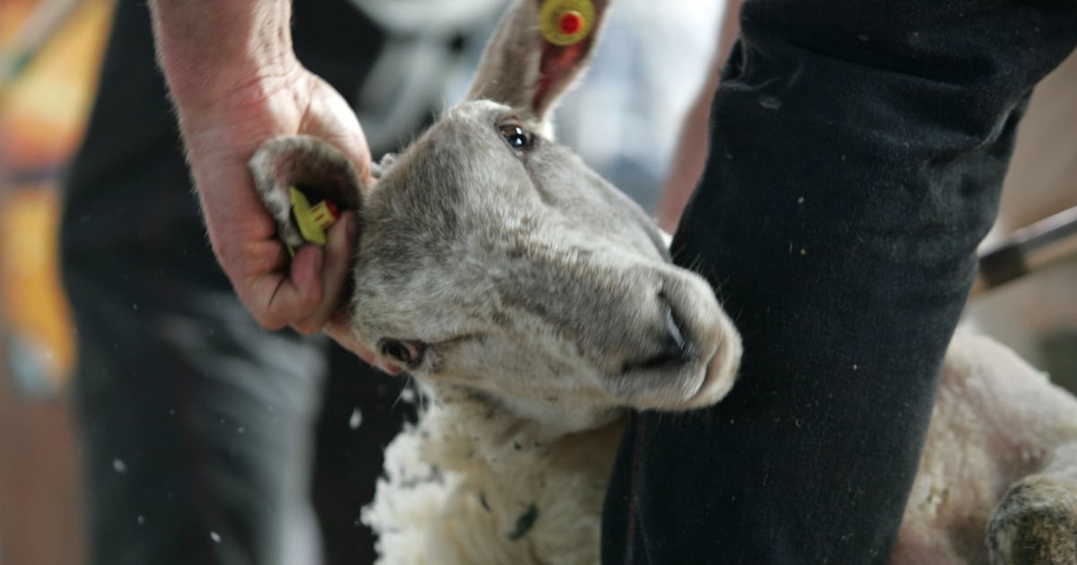 Wicklow man first non-New Zealander to claim coveted sheep-shearing title – The Irish Times