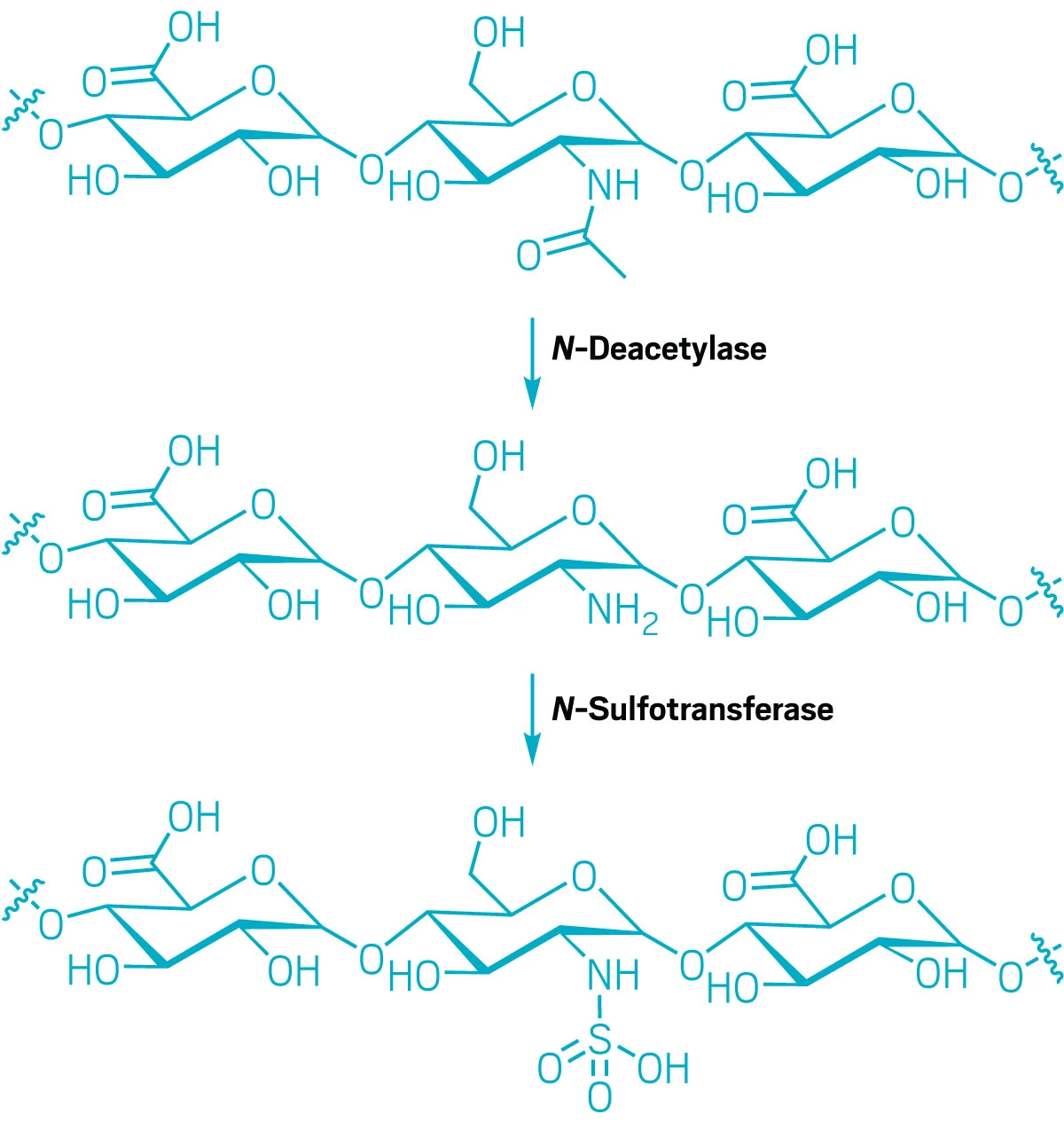 Scheme shows how an enzyme converts an <i>N</i>-acetyl group to an <i>N</i>-sulfo group.