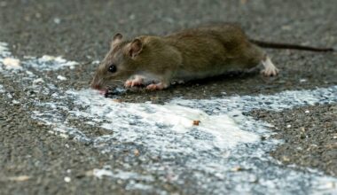 Rat carcass removed from Liffey Valley restaurant during food inspection – The Irish Times