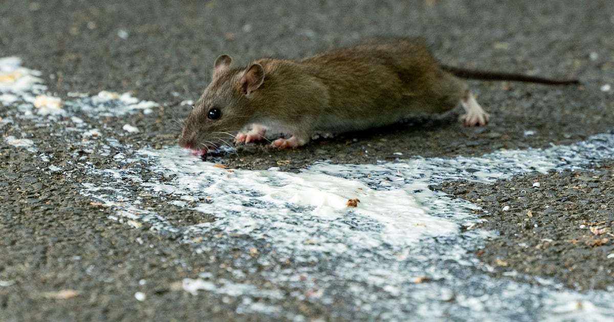 Rat carcass removed from Liffey Valley restaurant during food inspection – The Irish Times