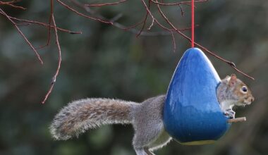 Well-meaning wedding present of grey squirrels causing problems a century later – The Irish Times